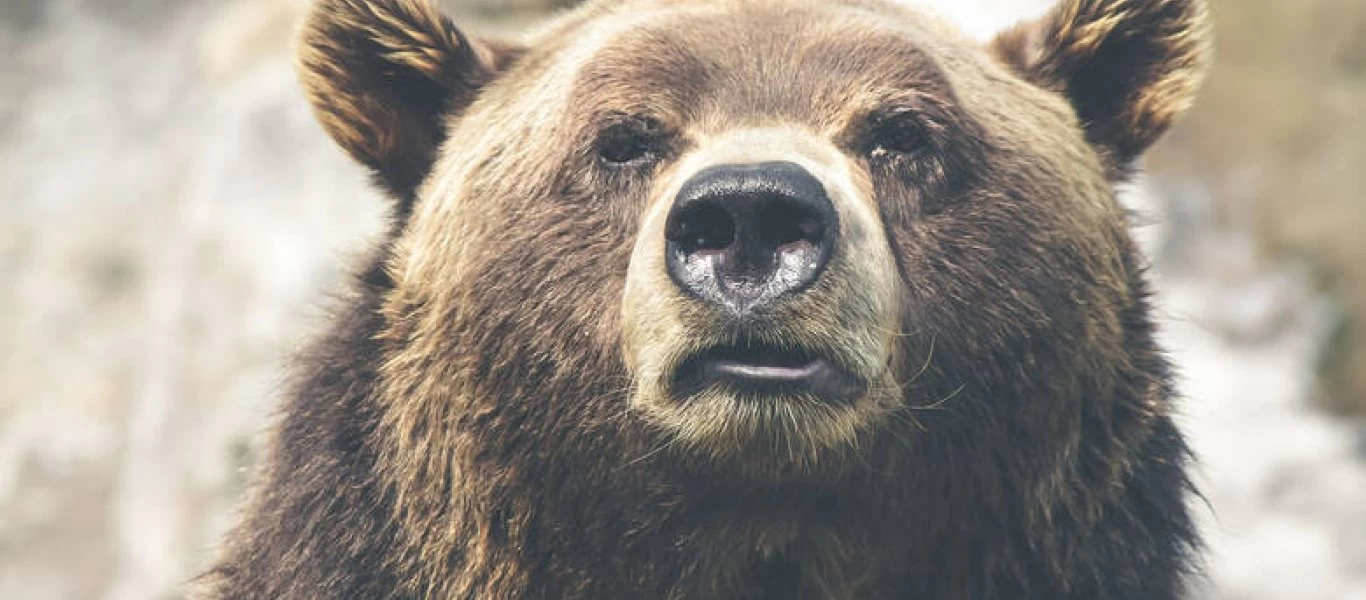 Θάφτηκε ζωντανός ή τον αιχμαλώτισε αρκούδα; Μπάχαλο με τον «Αλεξάντερ» από τη Ρωσία (Βίντεο)